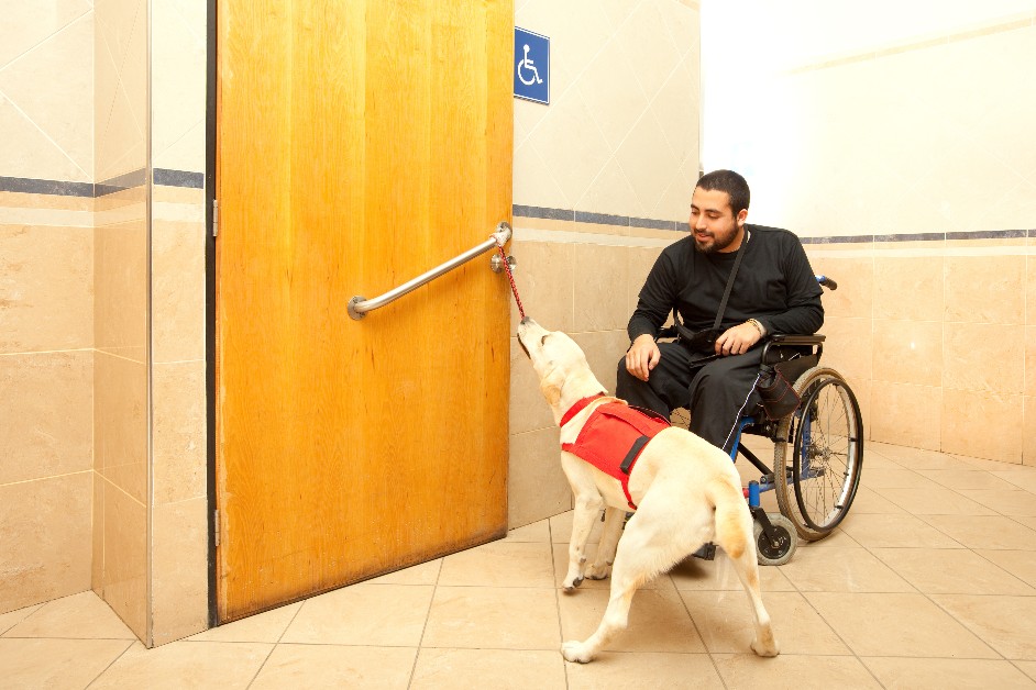 Service dog helping to open the door for a man in a wheelchair